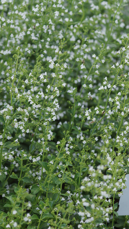 Calamintha nepeta subsp. nepeta - Steinquendel