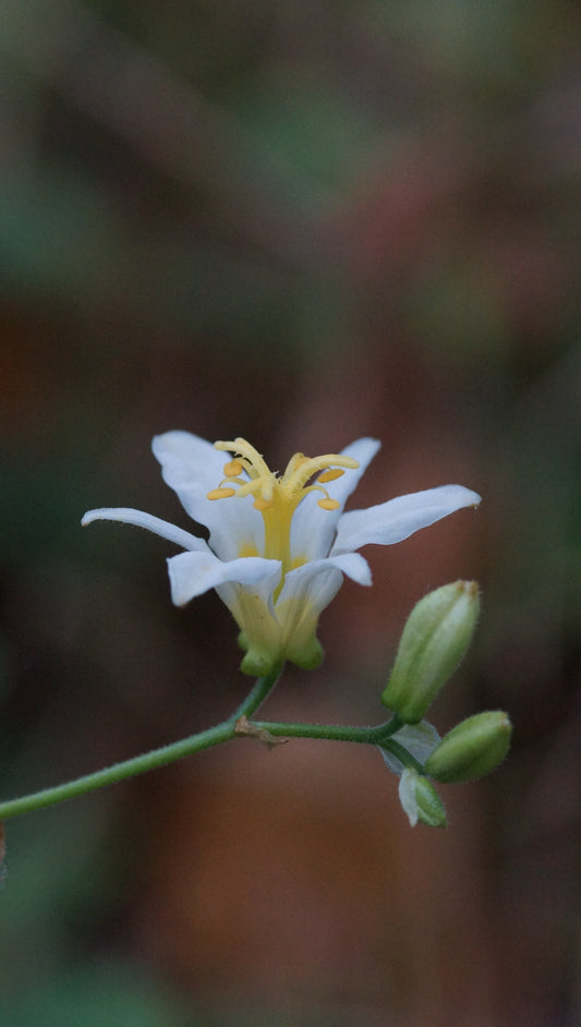Tricyrtis lasiocarpa 'Alba' - Krötenlilie