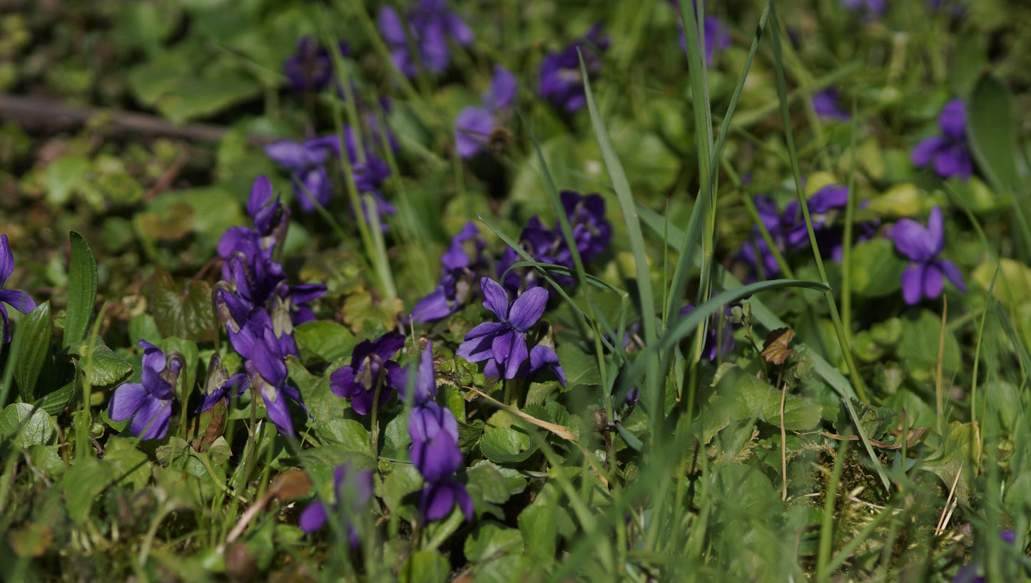 Viola odorata 'Königin Charlotte' - Duft-Veilchen