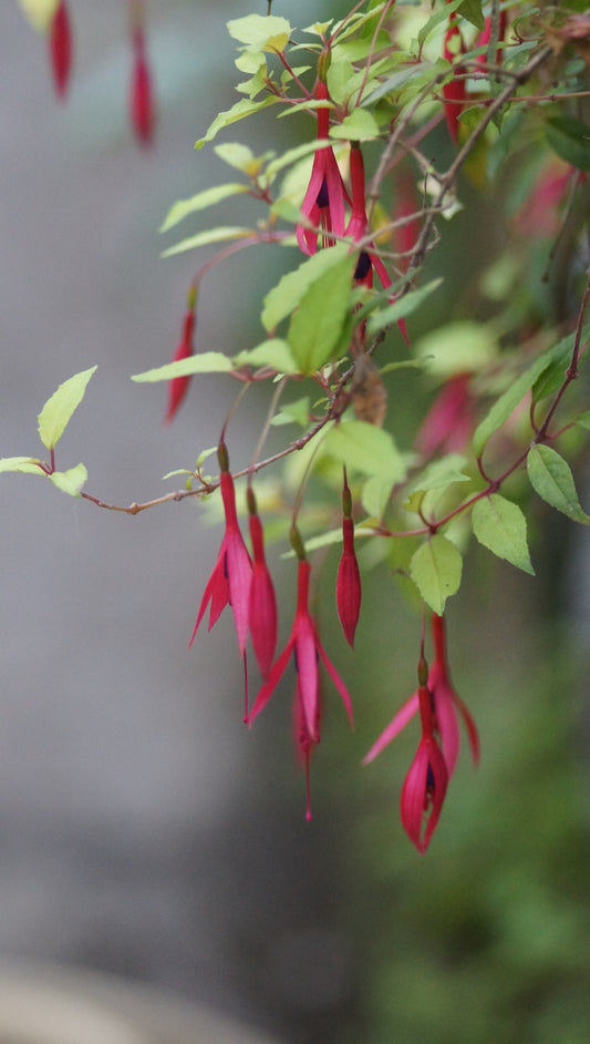 Fuchsia magellanica 'Gold Mountain' - Freiland-Fuchsie