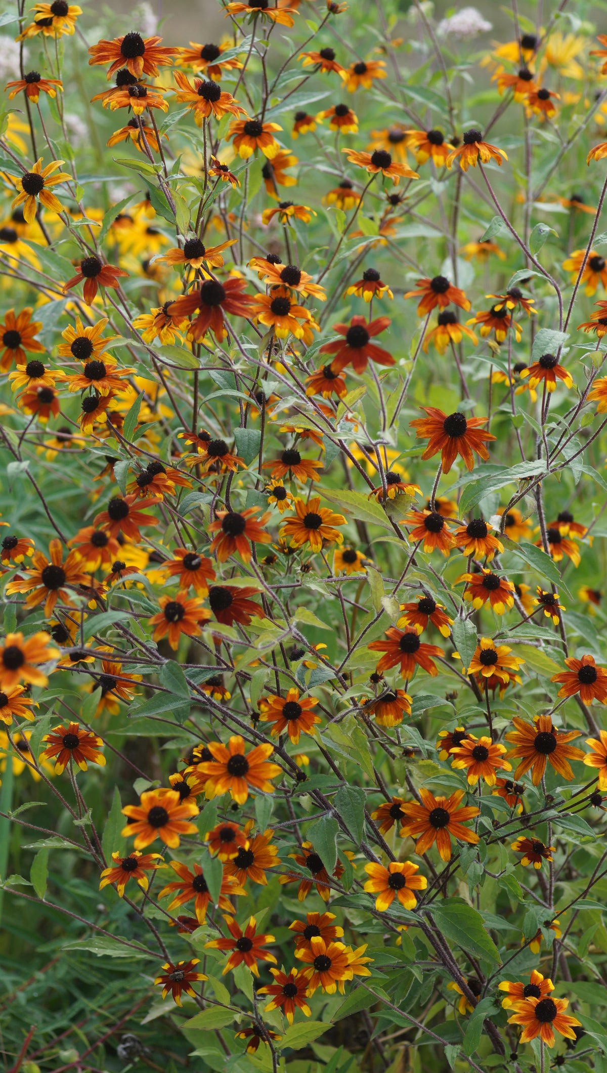 Rudbeckia triloba 'Prairie Glow' - Dreiblättriger Sonnenhut