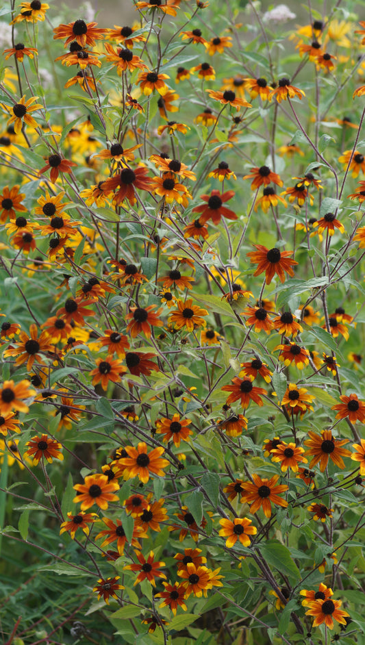 Rudbeckia triloba 'Prairie Glow' - Dreiblättriger Sonnenhut