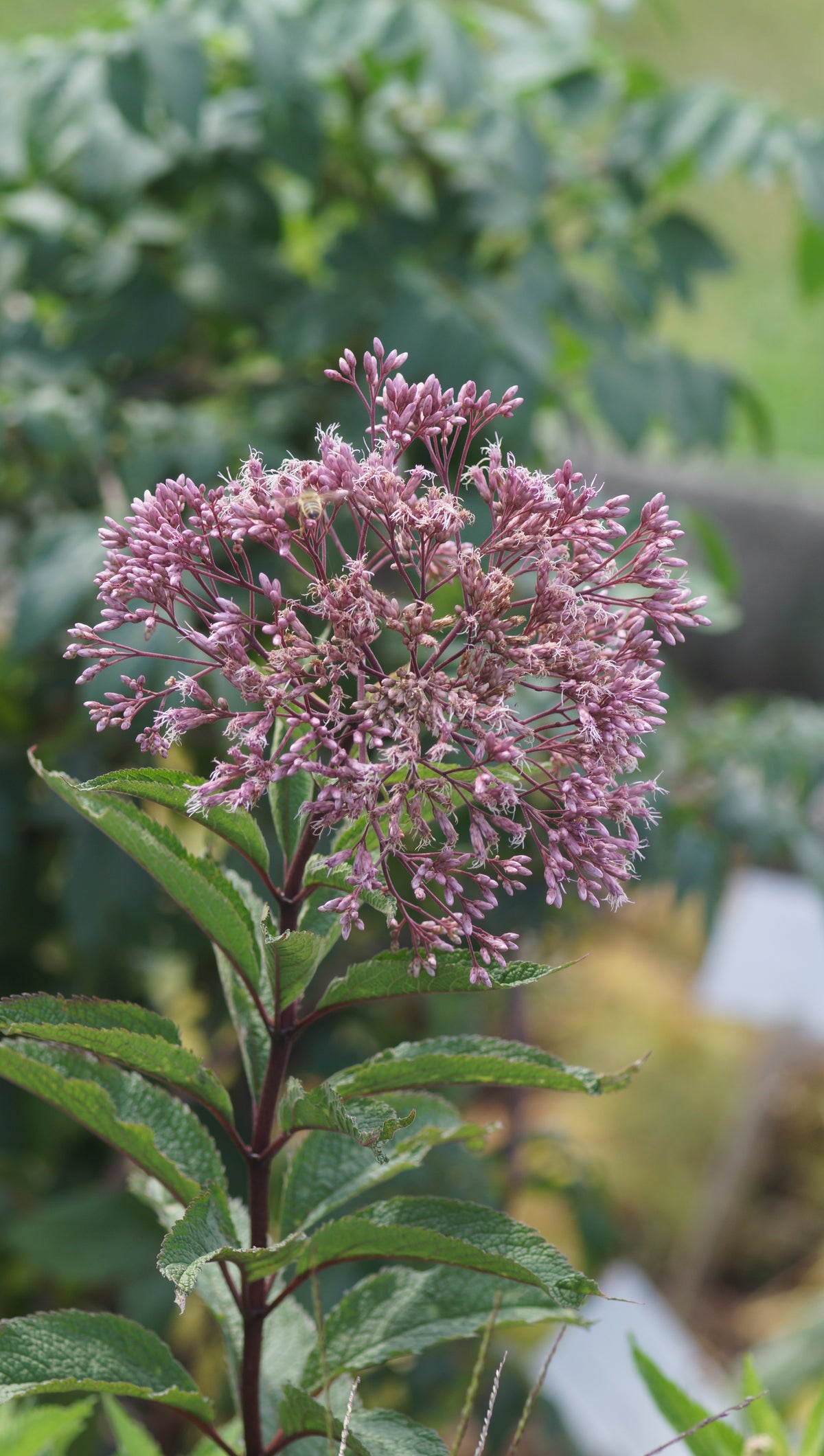 Eupatorium fistulosum 'Riesenschirm' - Riesen-Wasserdost