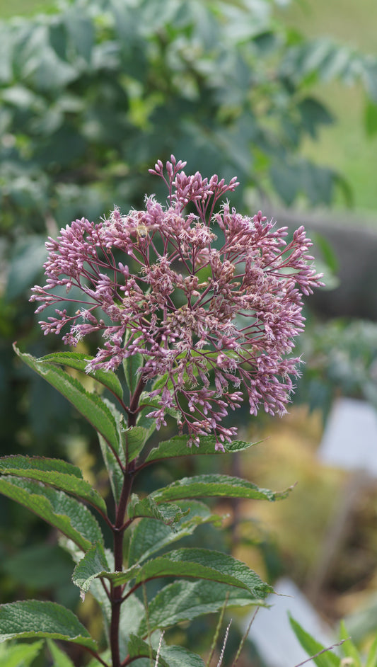 Eupatorium fistulosum 'Riesenschirm' - Riesen-Wasserdost