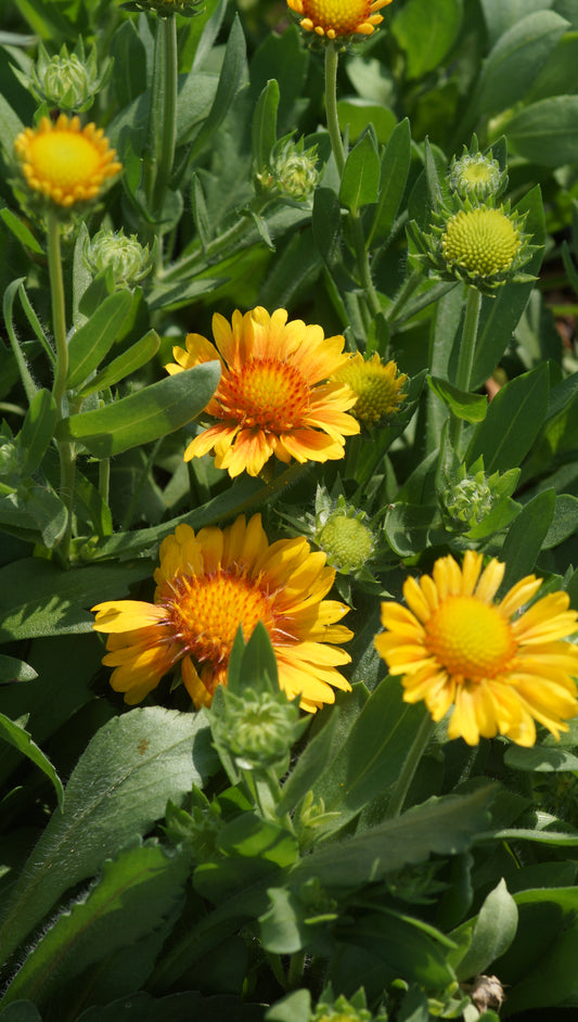 Gaillardia aristata 'Arizona Apricot' - Kokardenblume