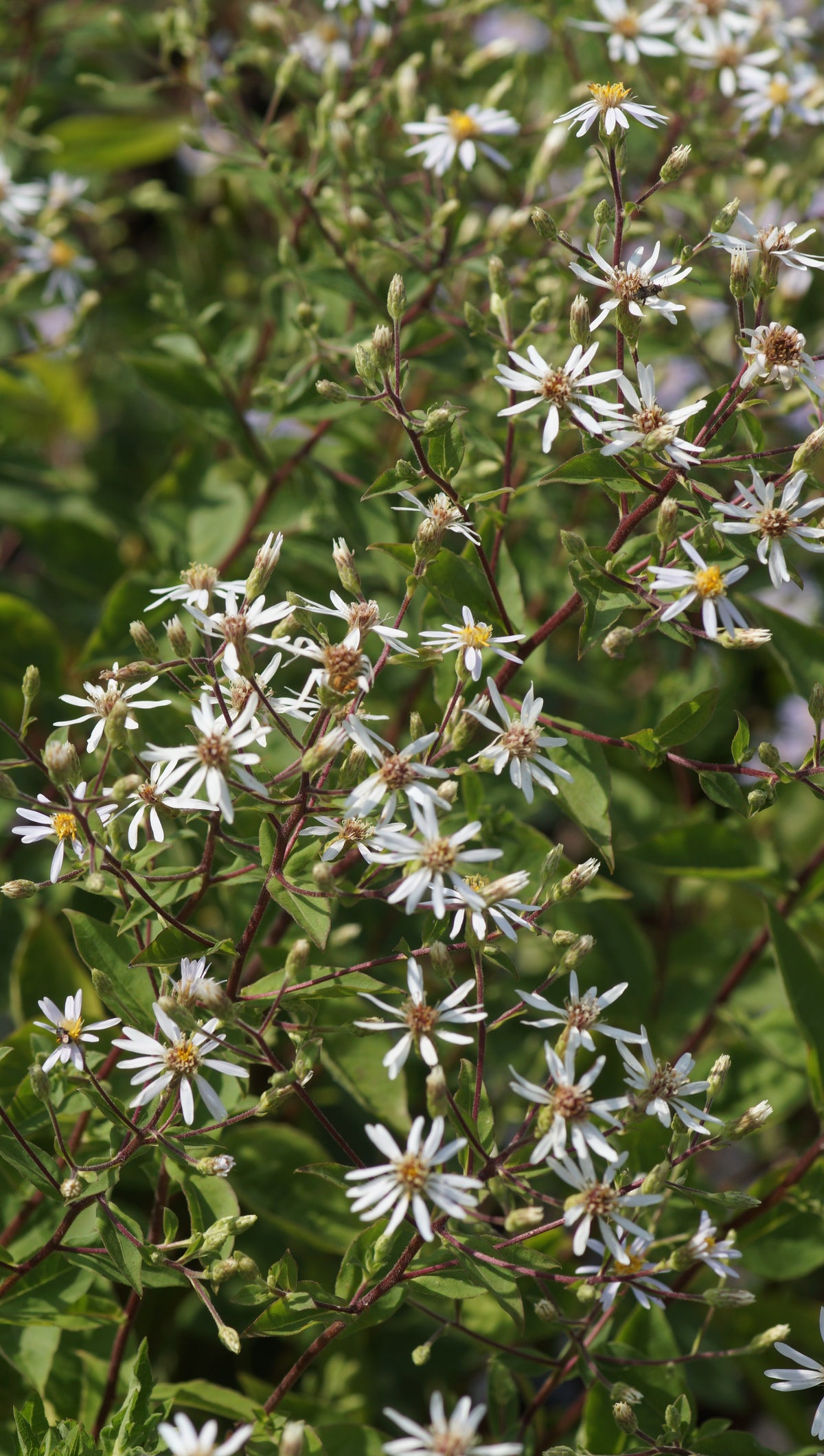 Aster x herveyi 'Twilight' - Herzblatt-Aster