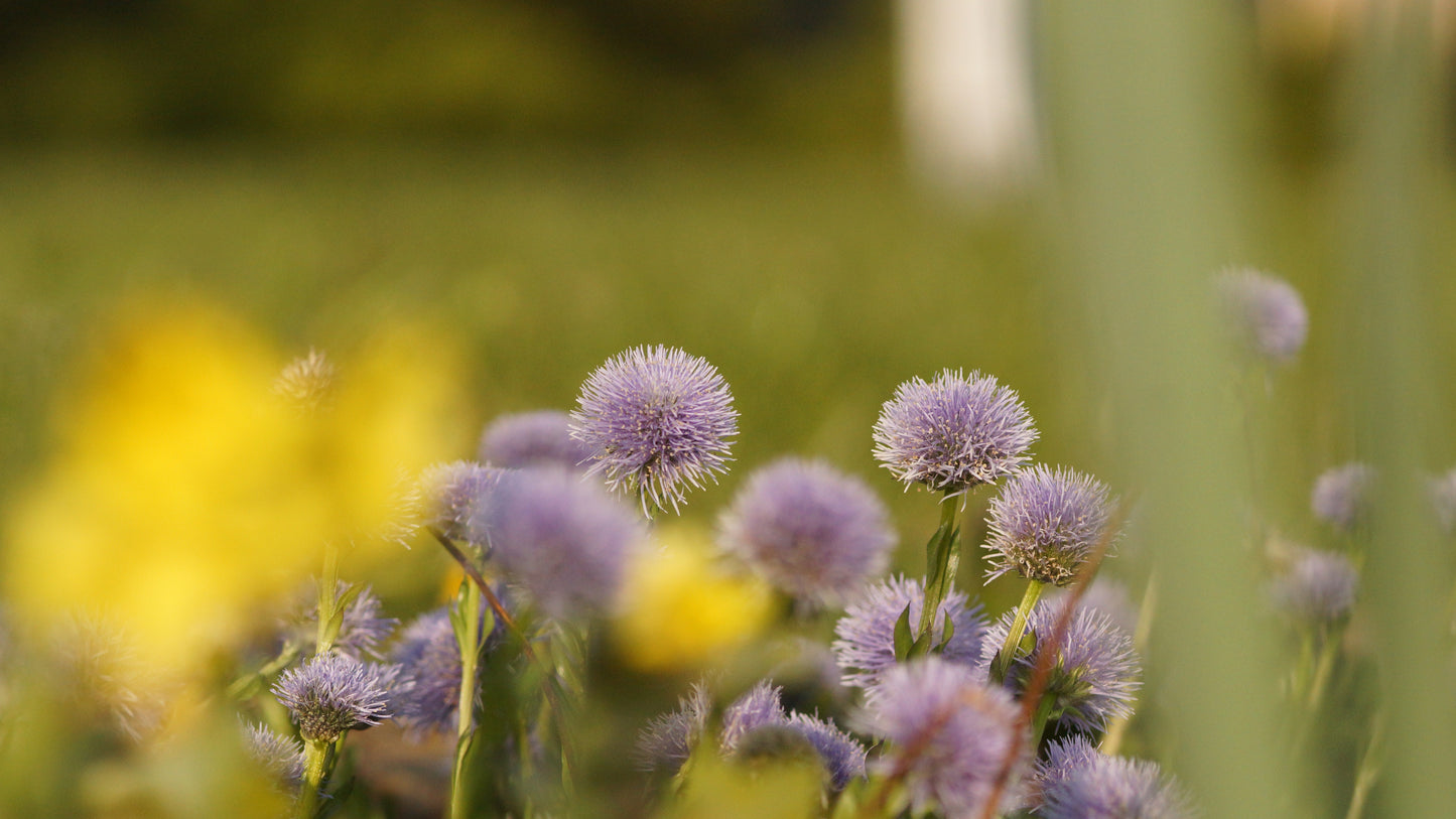 Globularia trichosantha - Behaarte Kugelblume