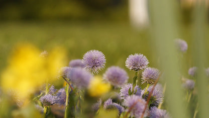 Globularia trichosantha - Behaarte Kugelblume