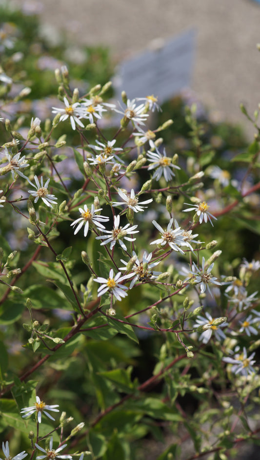 Aster x herveyi 'Twilight' - Herzblatt-Aster