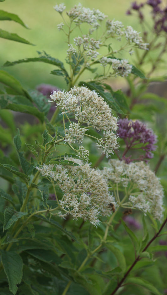 Eupatorium fistulosum 'Album' - Grosser Wasserdost