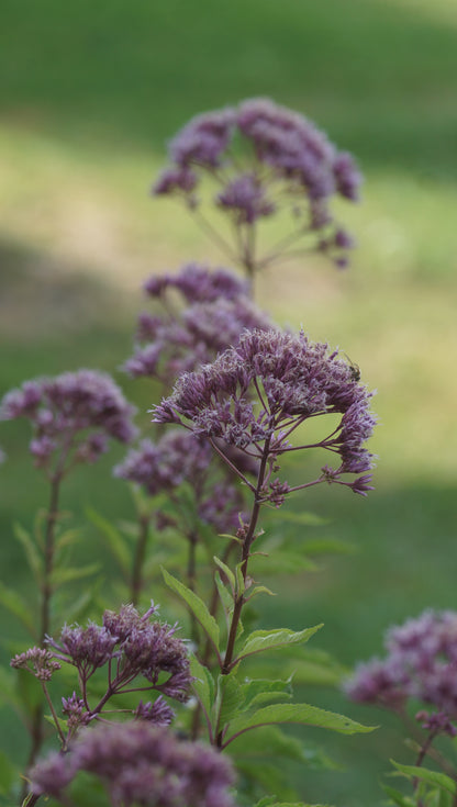 Eupatorium fistulosum 'Atropurpureum' - Grosser Wasserdost