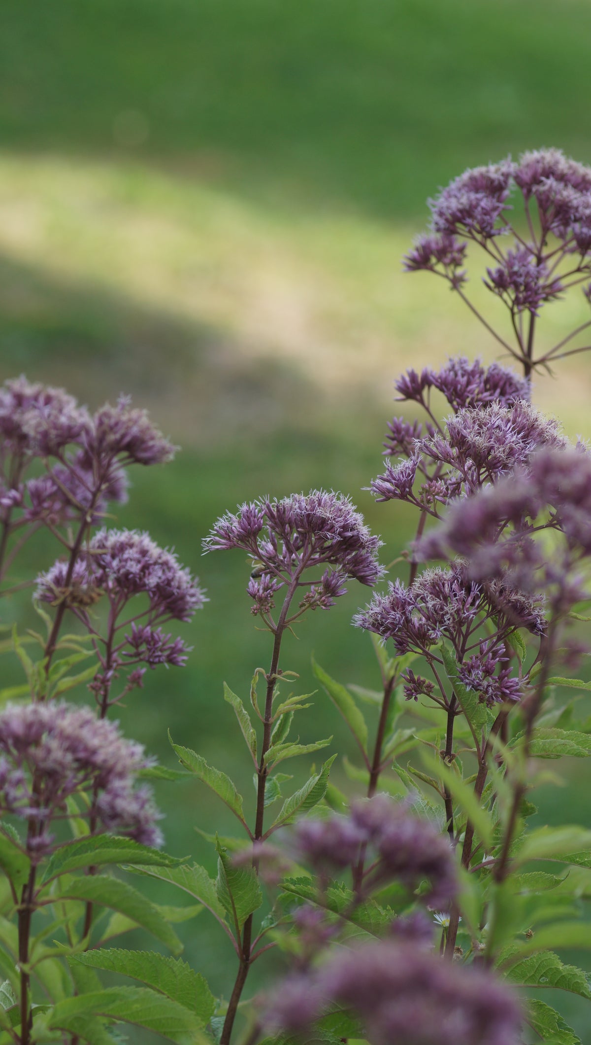 Eupatorium fistulosum 'Atropurpureum' - Grosser Wasserdost