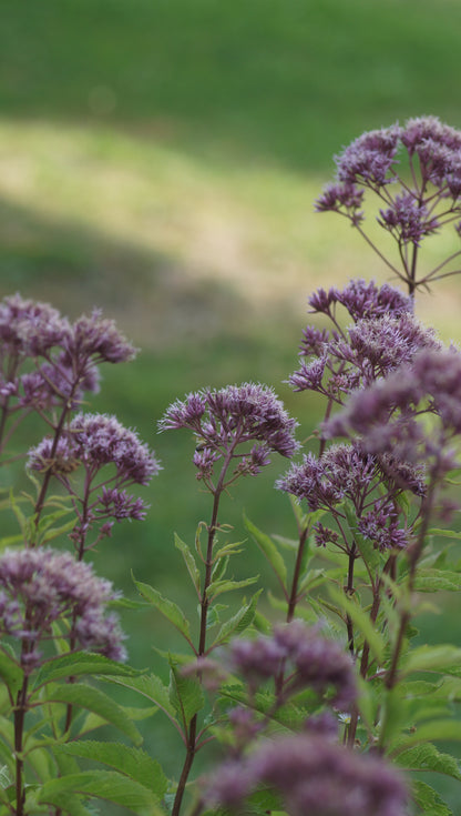 Eupatorium fistulosum 'Atropurpureum' - Grosser Wasserdost