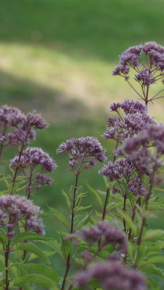 Eupatorium fistulosum 'Atropurpureum' - Grosser Wasserdost