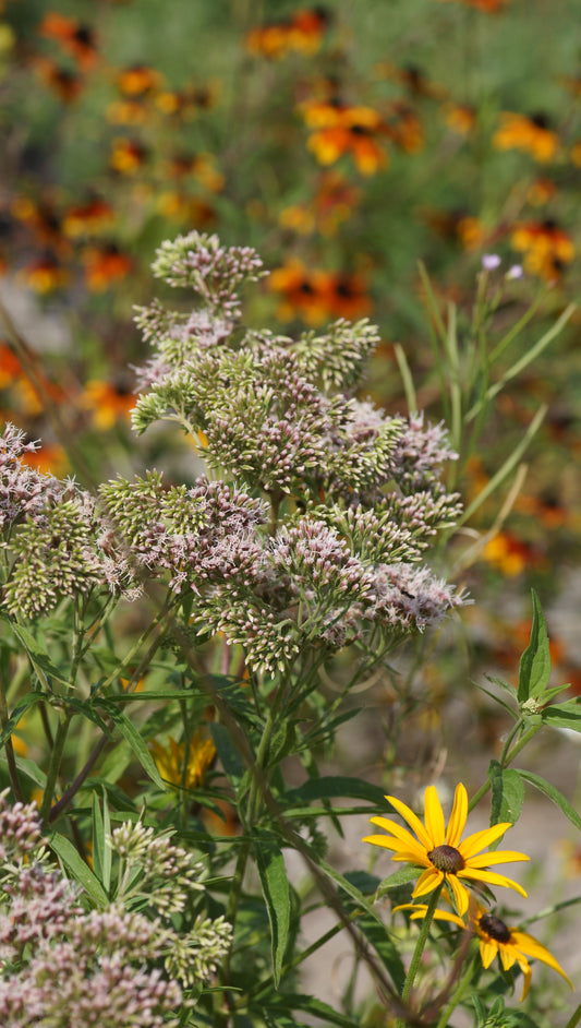 Eupatorium cannabinum - Wasserdost