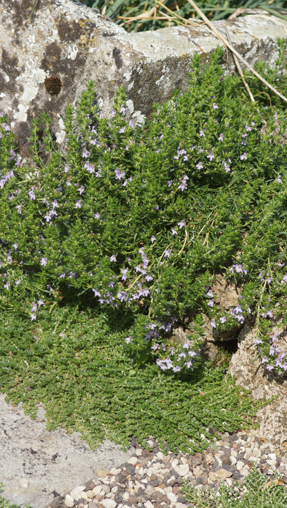 Satureja montana var. illyrica - Zwerg-Berg-Bohnenkraut
