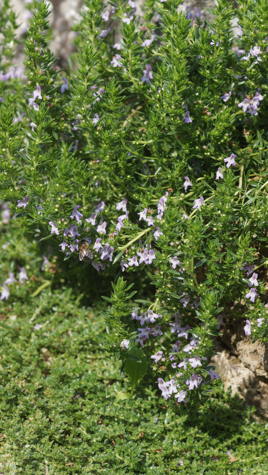 Satureja montana var. illyrica - Zwerg-Berg-Bohnenkraut