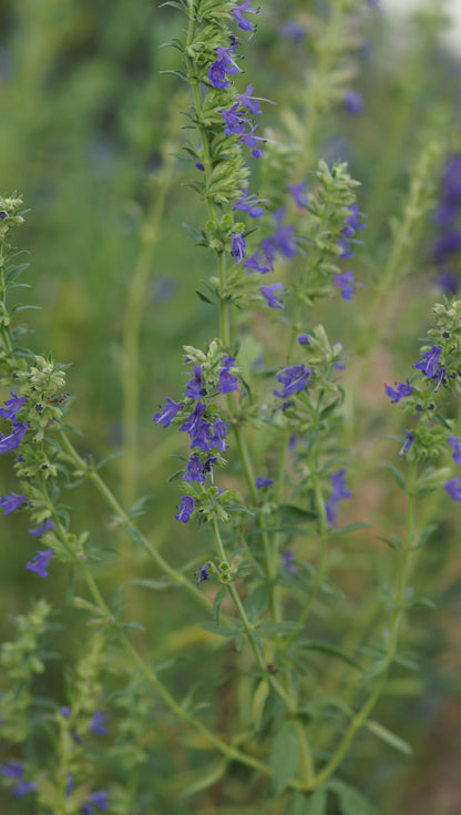 Hyssopus officinalis subsp. aristatus - Zwerg-Ysop