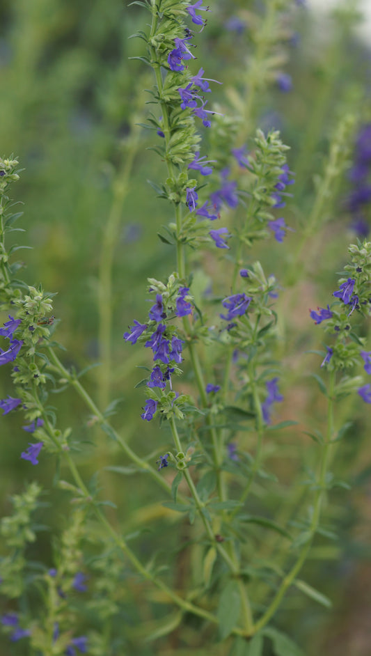 Hyssopus officinalis subsp. aristatus - Zwerg-Ysop