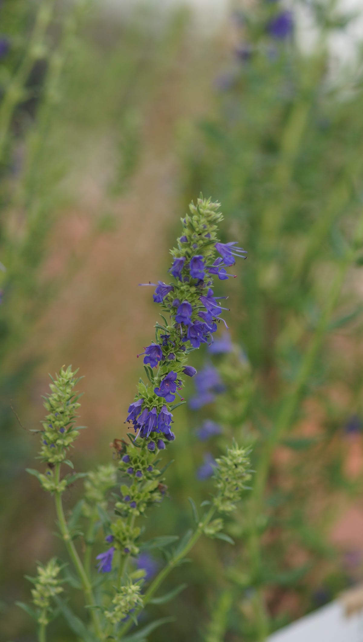 Hyssopus officinalis subsp. aristatus - Zwerg-Ysop