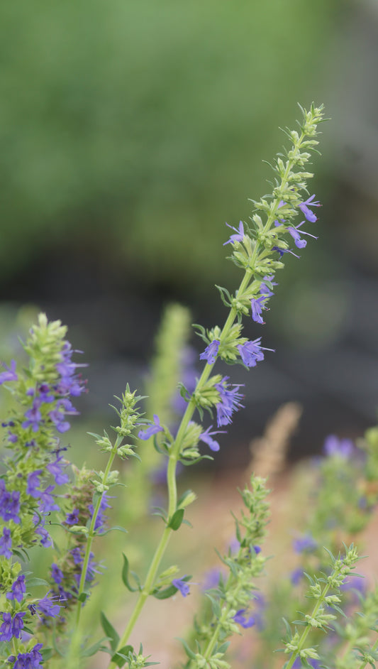 Hyssopus officinalis - Ysop