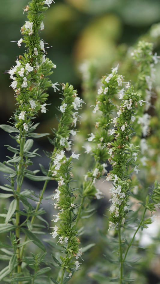Hyssopus officinalis 'Albus' - Ysop