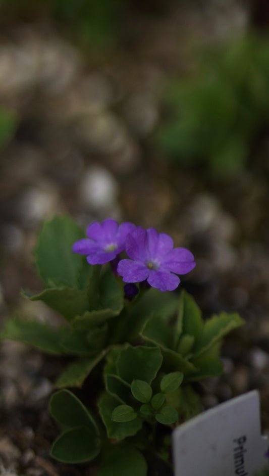 Primula hirsuta x intermedia - Rote Felsen-Primel