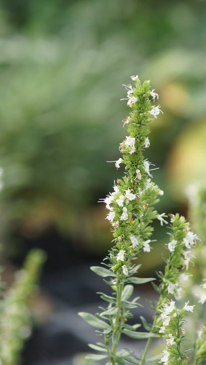 Hyssopus officinalis 'Albus' - Ysop