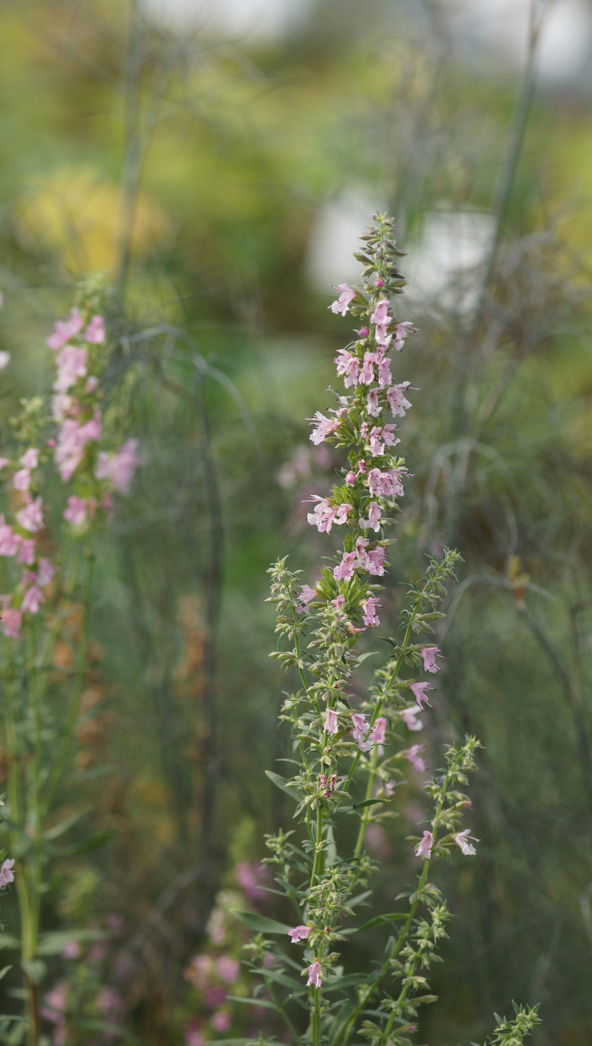 Hyssopus officinalis 'Roseus' - Ysop