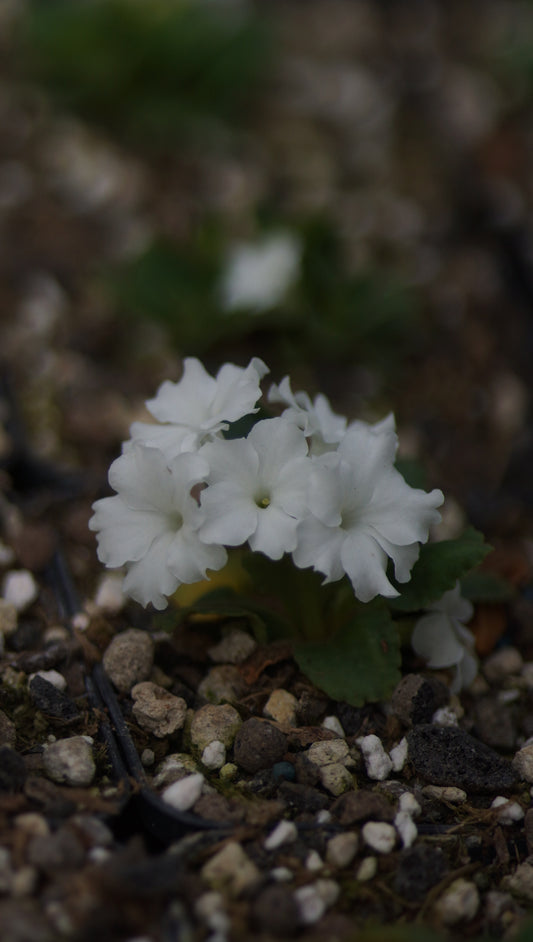 Primula allionii 'Alba' x hirsuta 'Alba' - Allionis Primel