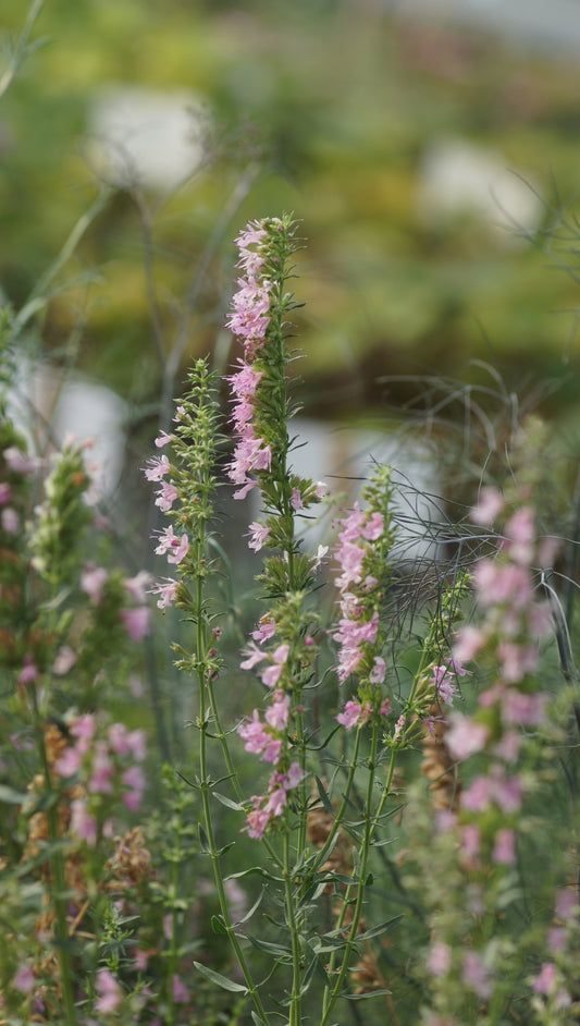 Hyssopus officinalis 'Roseus' - Ysop