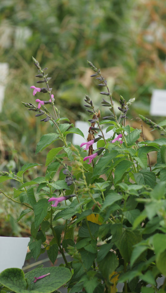 Salvia Hybride 'Pink Amistad' - Sommer-Salbei