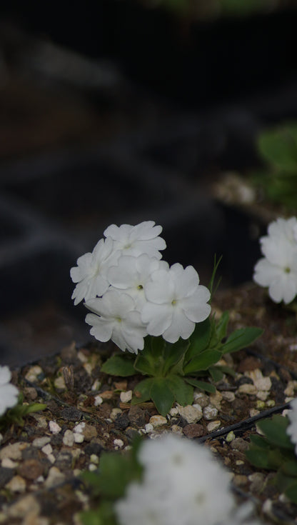 Primula x miniera 'Alba' - Seealpen-Primel