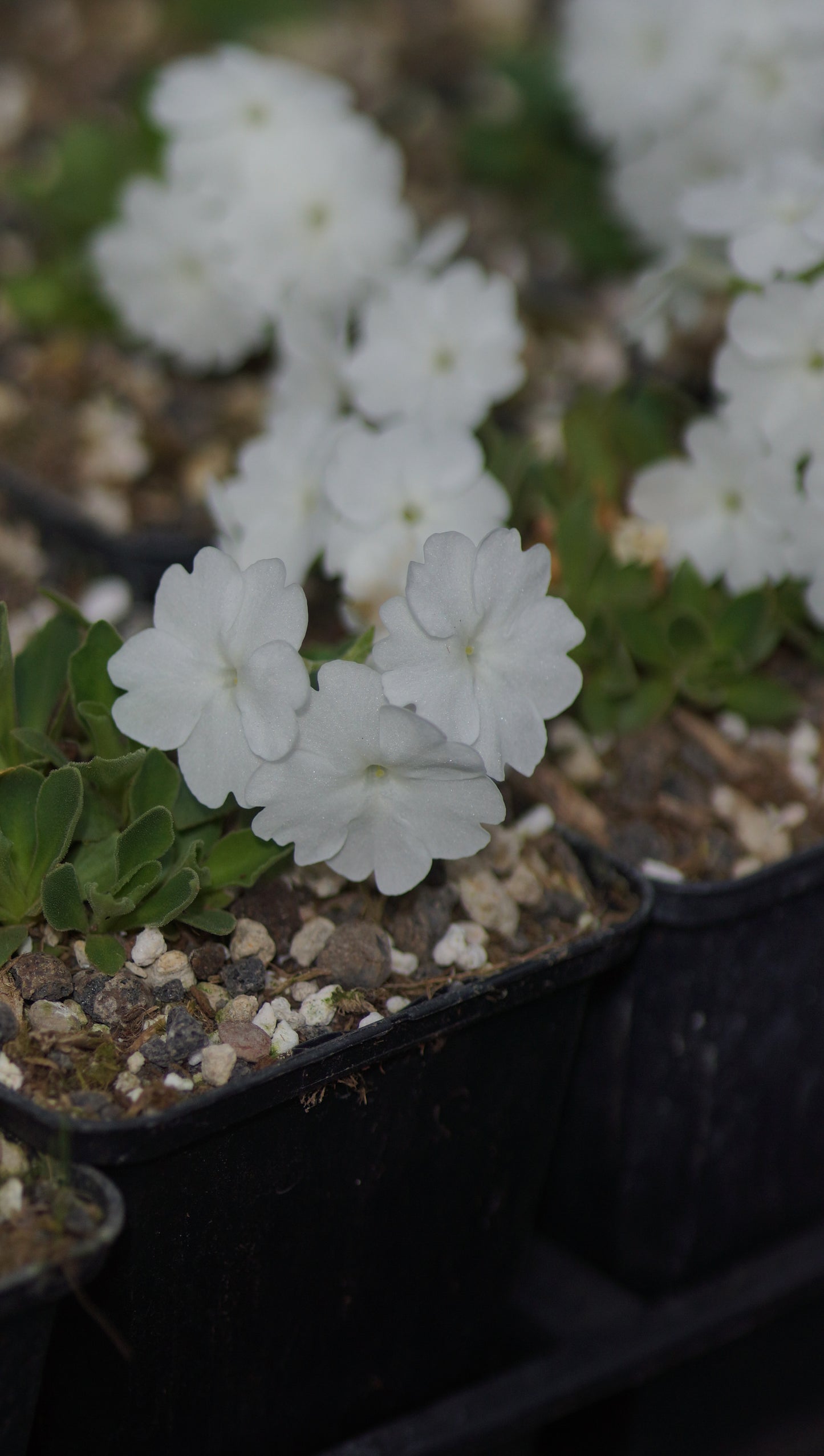 Primula x miniera 'Alba' - Seealpen-Primel