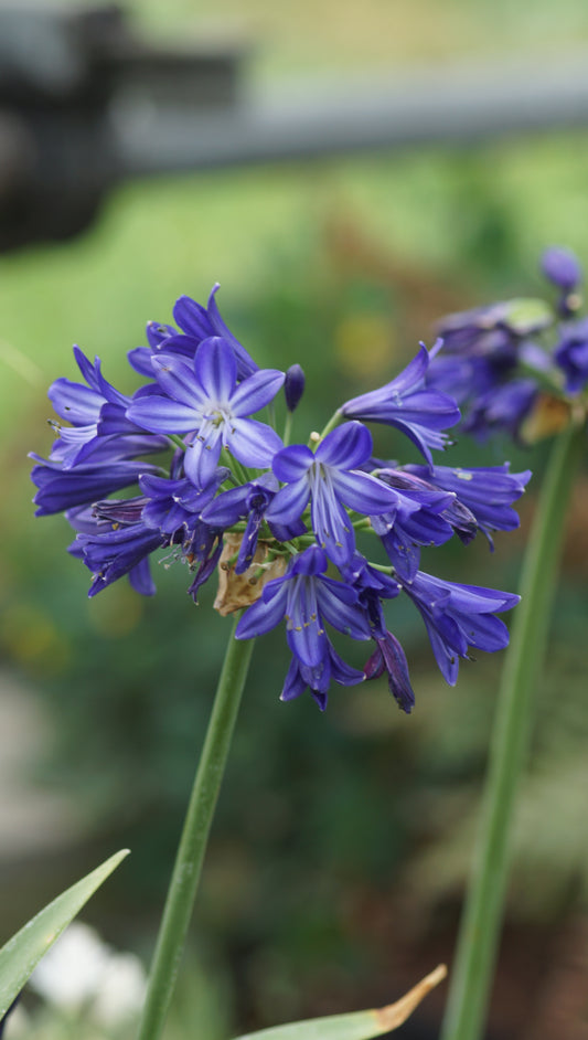 Agapanthus Hybride 'Midnight Sky' - Schmucklilie