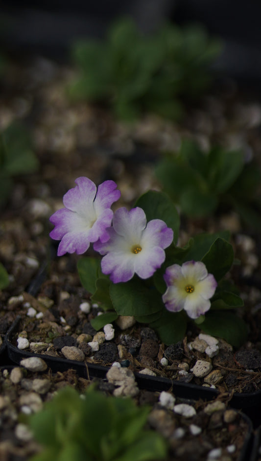 Primula x allionii 'Jennifer Luster' -Allioni Primel