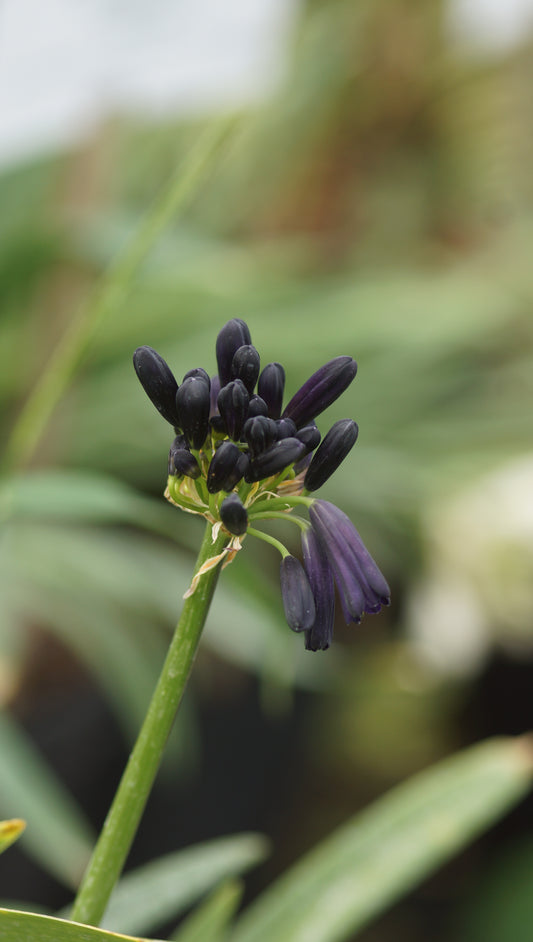 Agapanthus inapertus subsp. pendulus 'Black Magic' - Schmucklilie