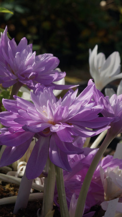 Colchicum autumnale 'Waterlily' - Gefüllte Herbstzeitlose