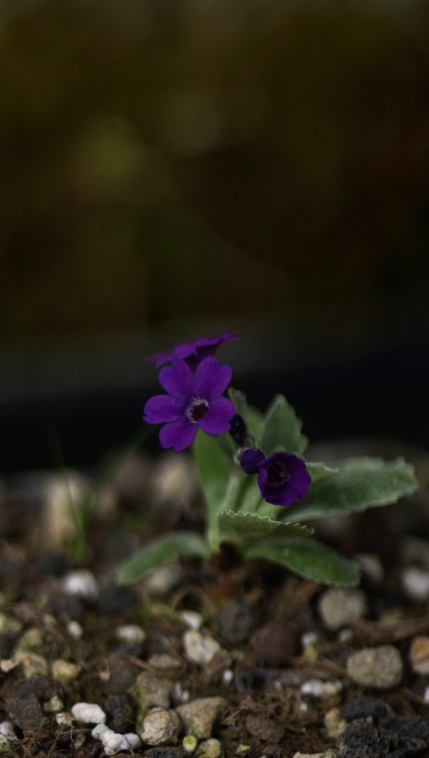 Primula x marginata ' Frank Whaley' - Gewelltrandige Primel