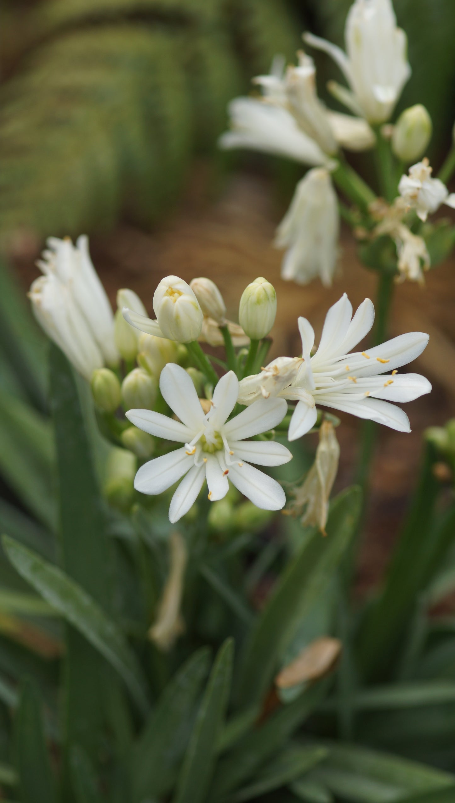 Agapanthus Hybride 'Double Diamond' - Schmucklilie
