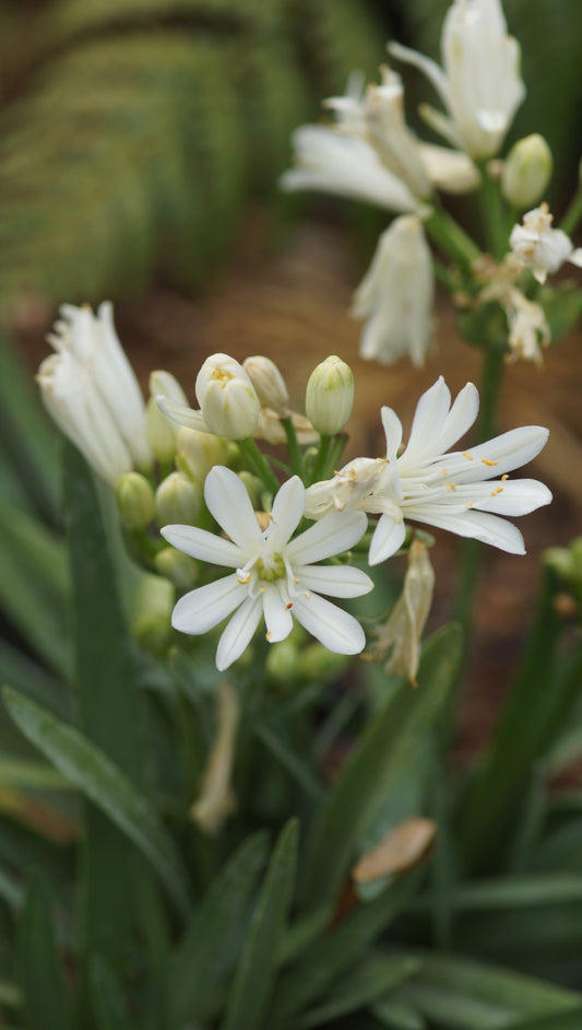 Agapanthus Hybride 'Double Diamond' - Schmucklilie