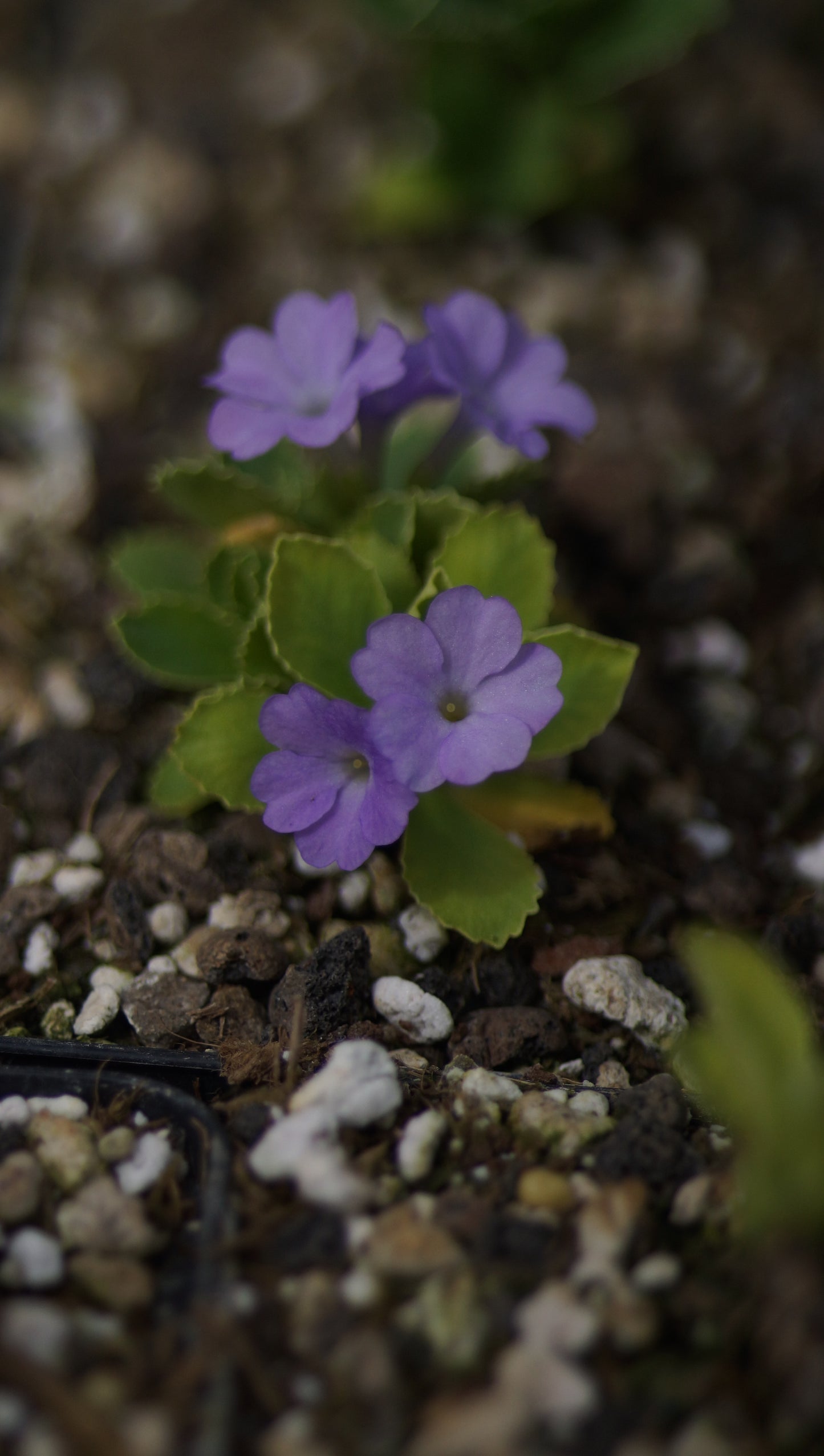 Primula x miniera 'Beauty' - Seealpen-Primel