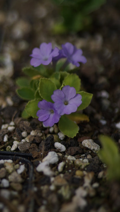 Primula x miniera 'Beauty' - Seealpen-Primel