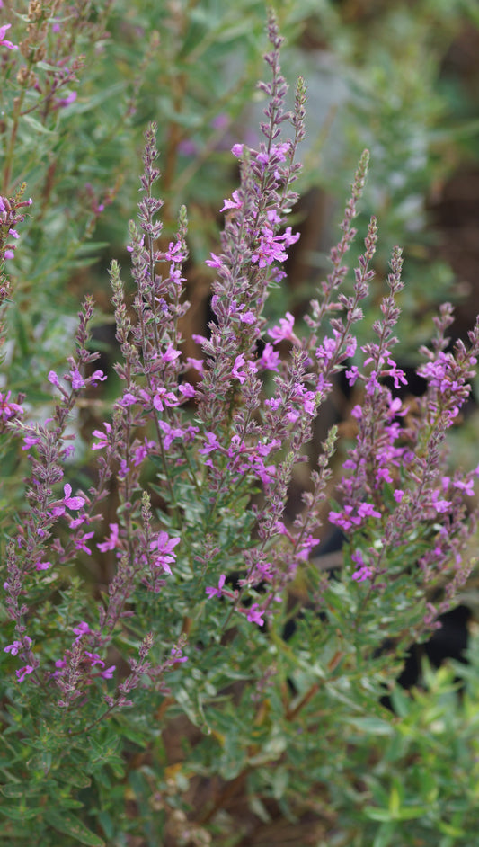 Lythrum salicaria 'Lady Sackville' - Blut-Weiderich