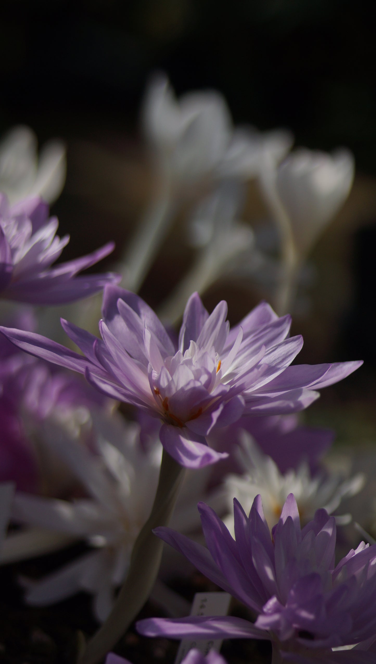 Colchicum autumnale 'Waterlily' - Gefüllte Herbstzeitlose
