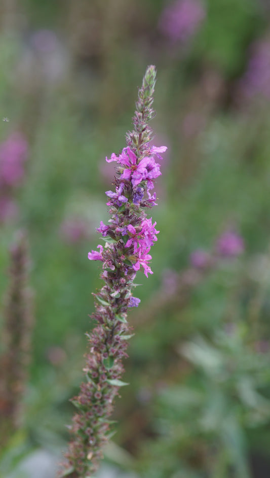 Lythrum salicaria 'Stichflamme' - Blut-Weiderich