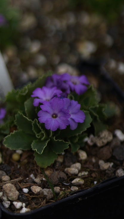 Primula x marginata 'Linda Pope' - Gewelltrandige Primel