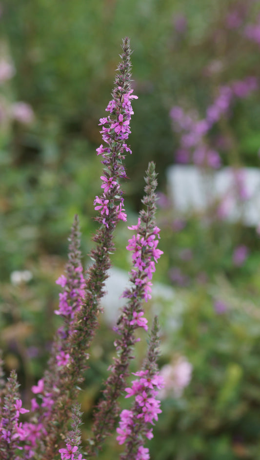 Lythrum salicaria 'Zigeunerblut' - Blut-Weiderich