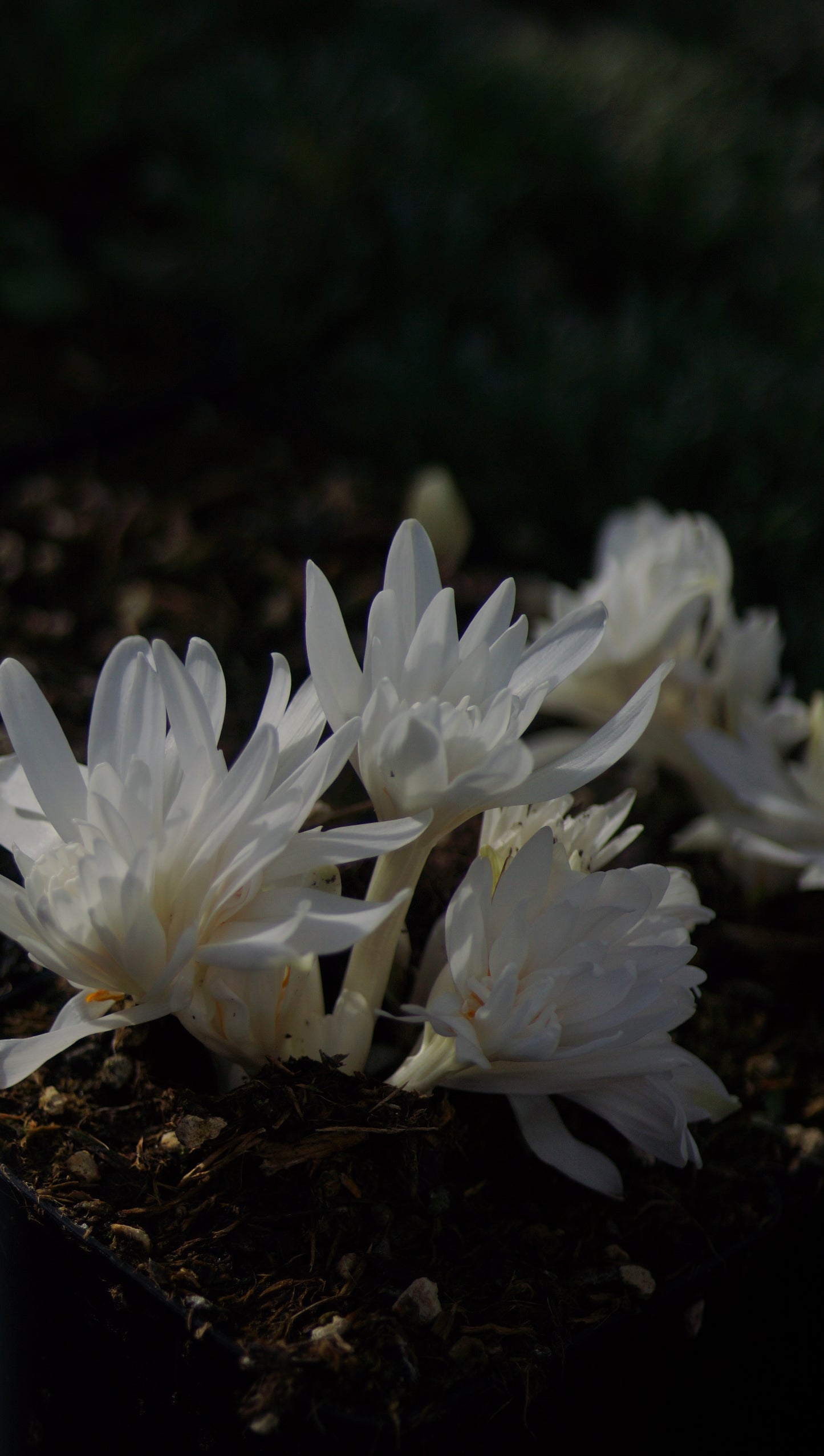 Colchicum autumnale 'Alboplenum' - Gefüllte Herbstzeitlose