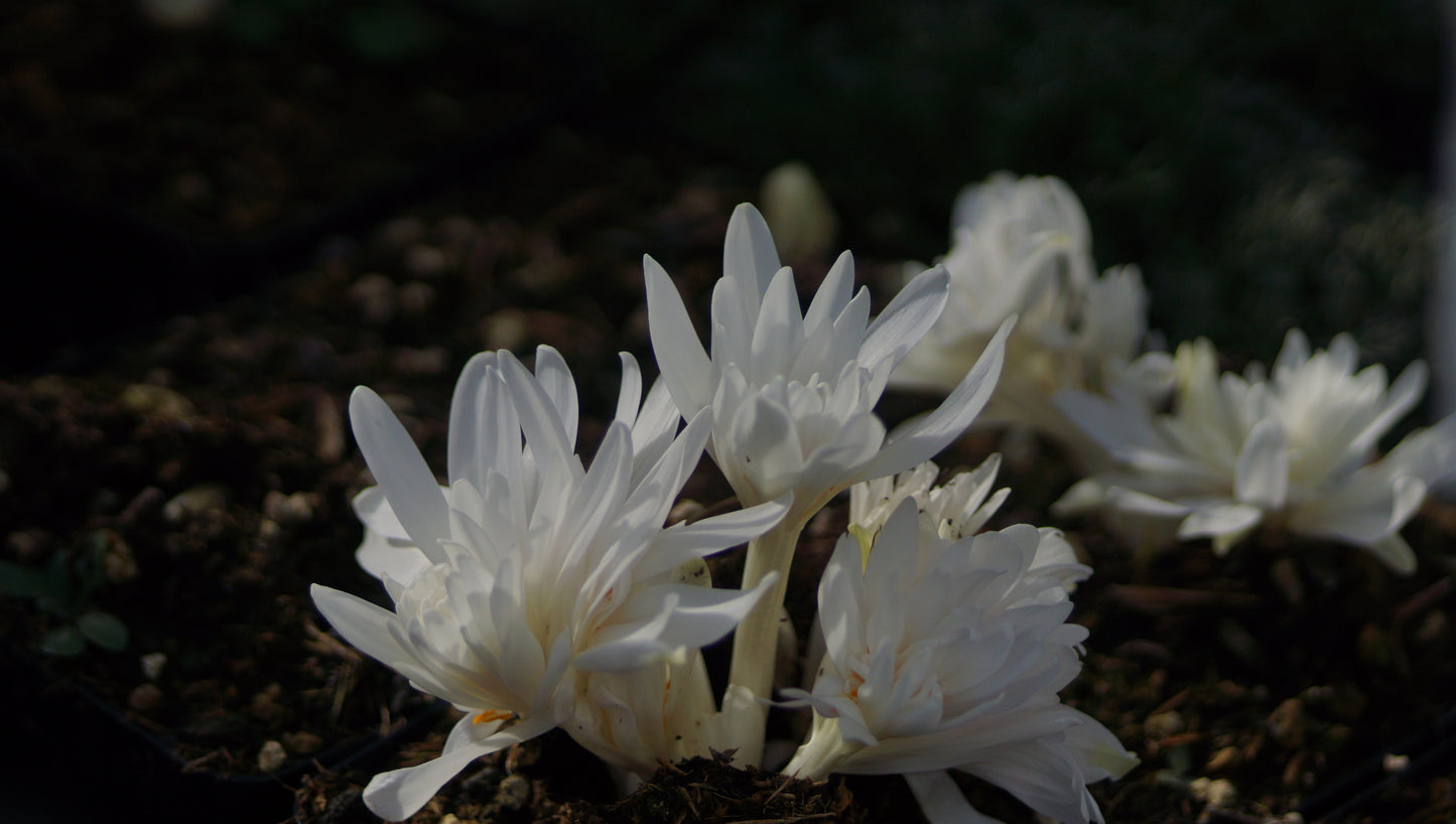 Colchicum autumnale 'Alboplenum' - Gefüllte Herbstzeitlose
